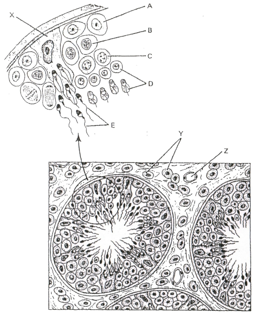 TESTICULE a legender.jpg